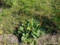 Grote weegbree
